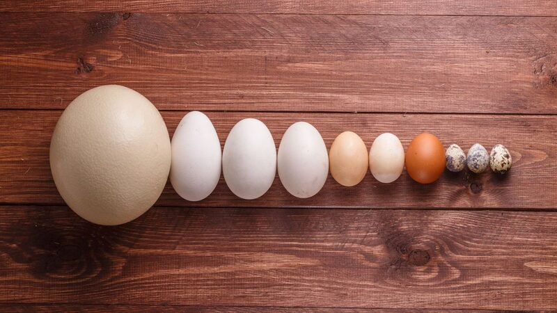 Trứng ngỗng chứa rất nhiều chất dinh dưỡng tốt cho sức khỏe