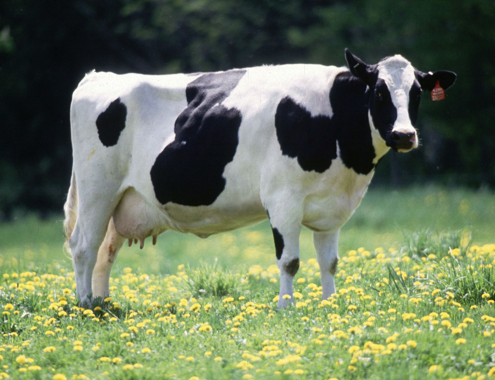 Hình ảnh của một con bò sữa xuất hiện trong mơ là một điềm báo tốt và vô cùng may mắn