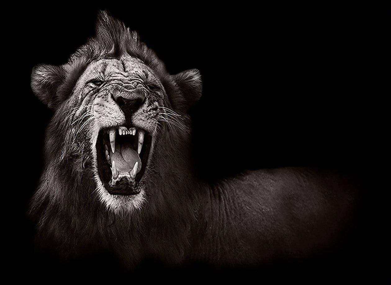 Nằm mơ thấy sư tử đen phản ánh bạn đang lạm dụng quyền hạn để làm những việc không tốt