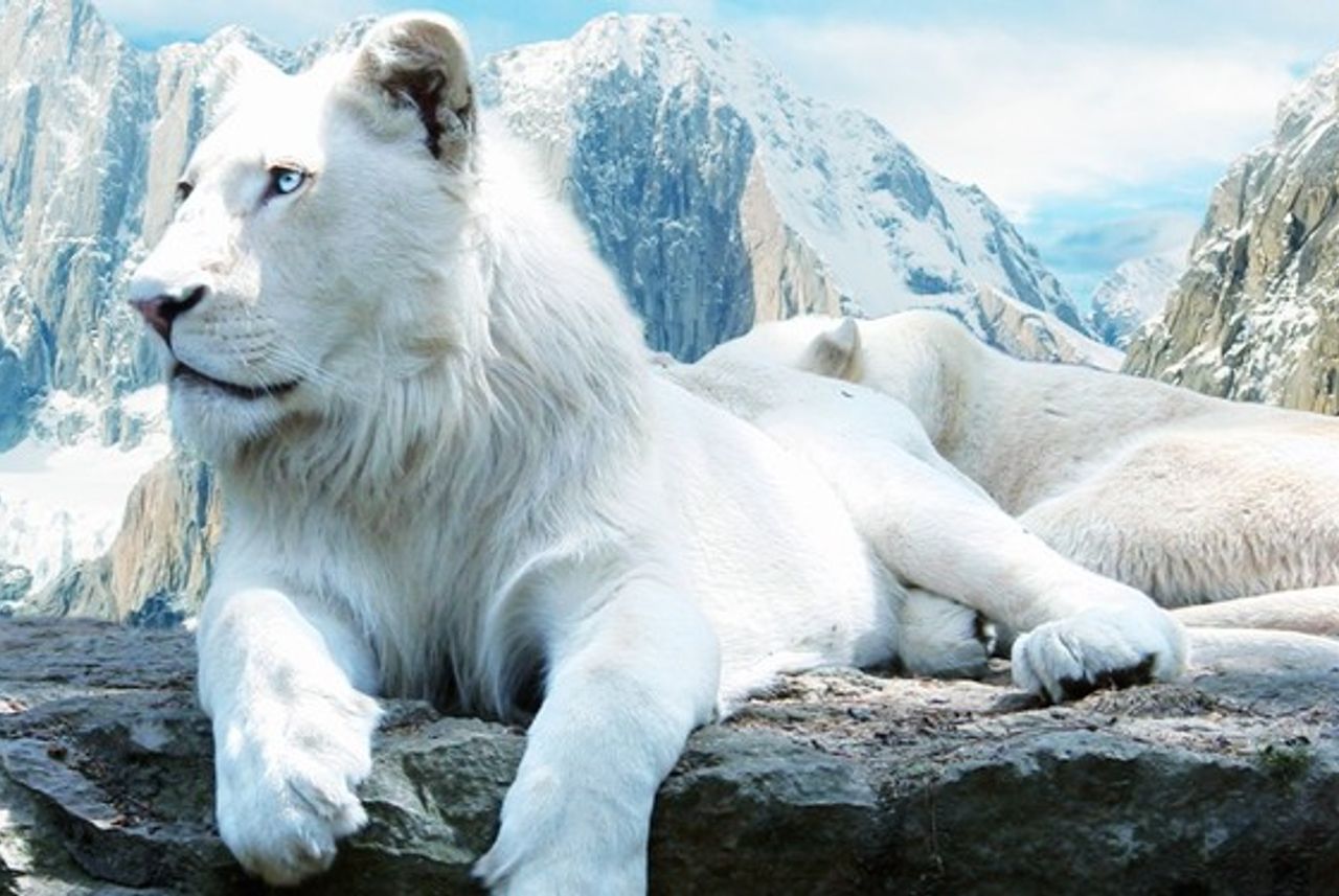Mơ sư tử trắng là một giấc mơ mang đến điềm báo vô cùng tốt lành 