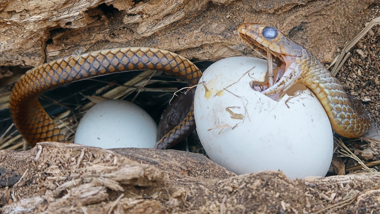 Nếu mơ thấy trứng rắn thì xin chúc mừng, vận may tài lộc đã sắp gõ cửa nhà bạn