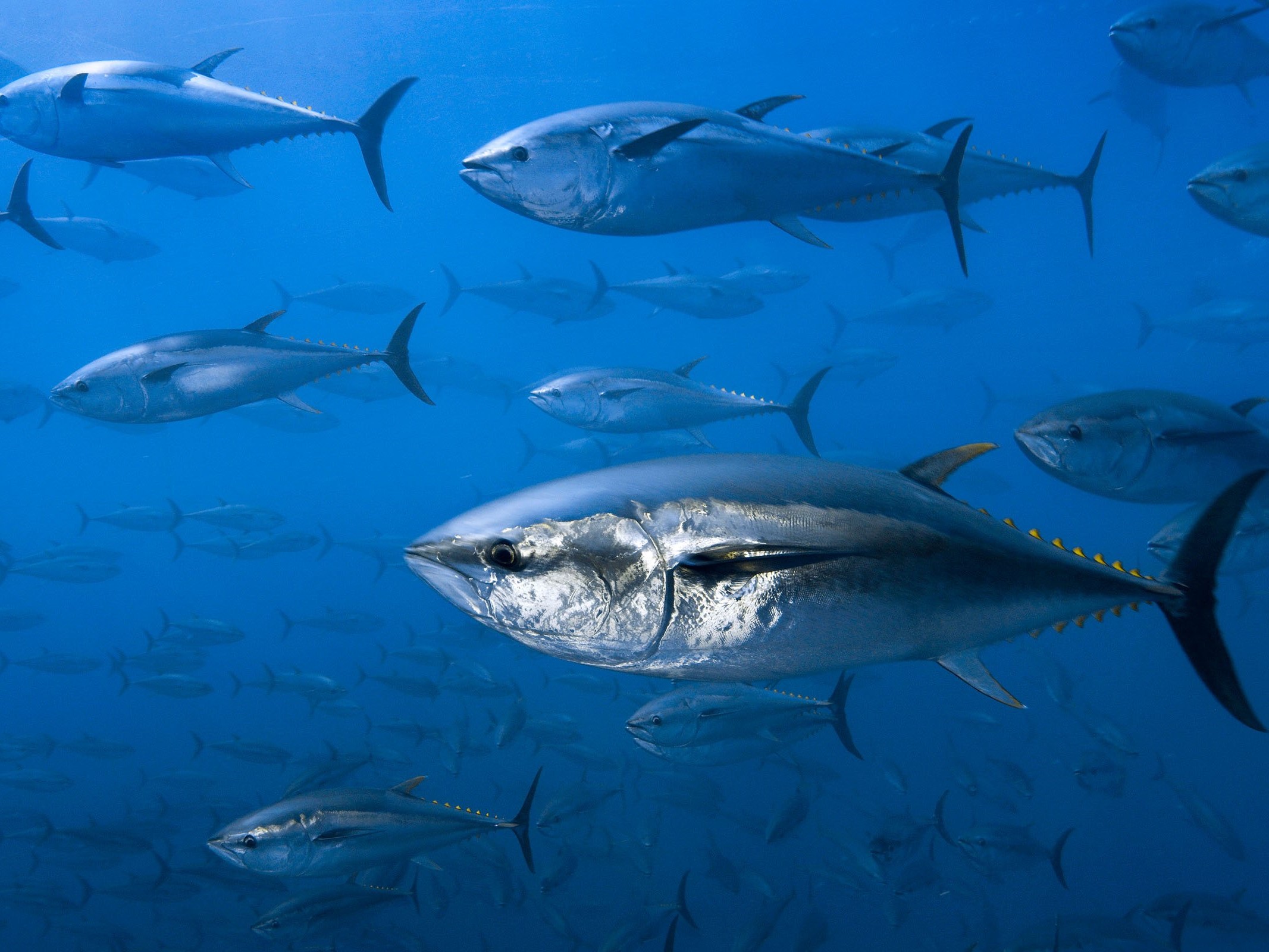 Cá ngừ là một loại cá biển có giá trị dinh dưỡng cao