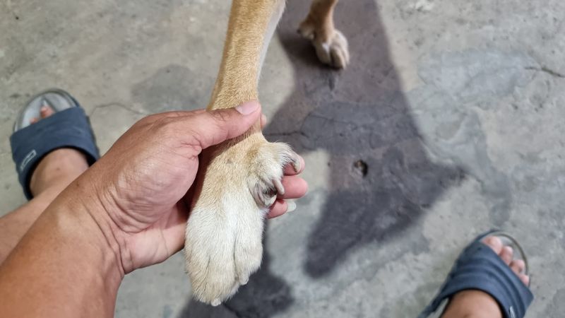 Chó có 6 móng chân sau còn được gọi là chó có huyền đề