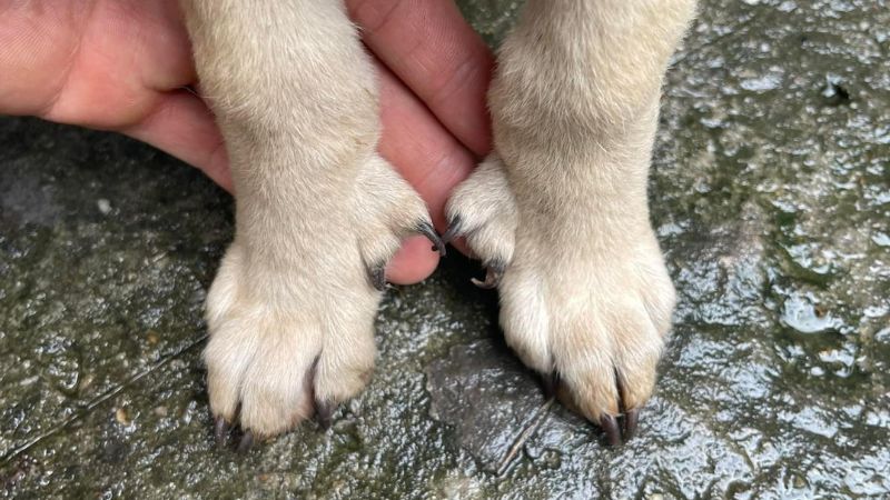 Chó xuất hiện 6 ngón chân sau được gọi là hiện tượng dư ngón Polydactyly