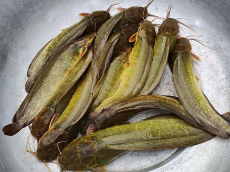 Cá trê là loại cá thường xuyên được sử dụng để nấu lẩu
