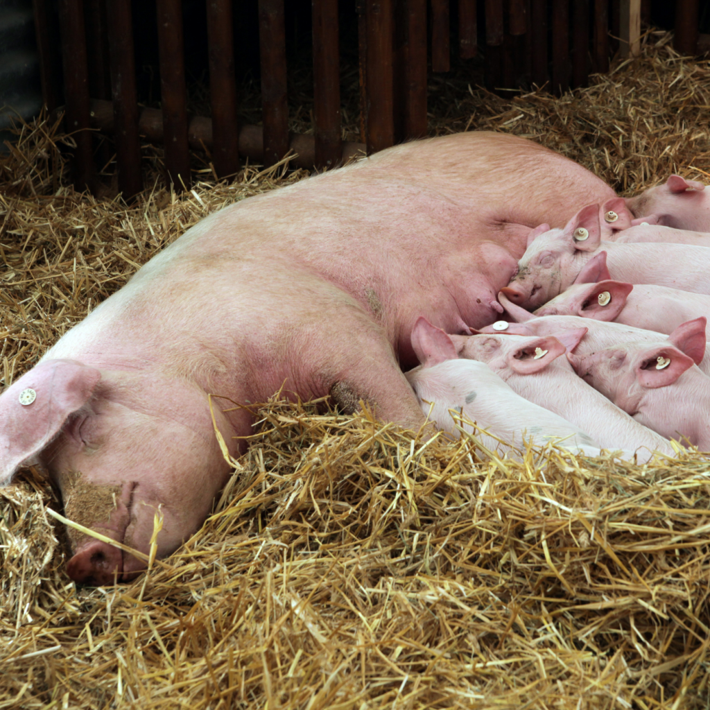 Nếu mơ thấy lợn đang bú mẹ, bạn nên chú ý nhiều hơn đến sức khoẻ