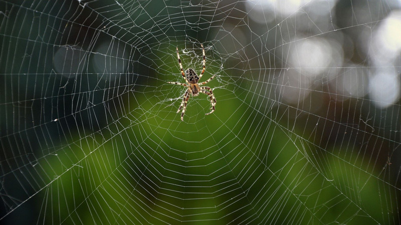 ​Rắc rối cần được giải quyết sớm khi mơ thấy mạng nhện