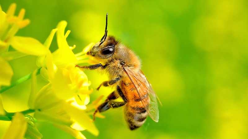 Hiện tượng ong làm tổ trên mộ rất hiếm gặp