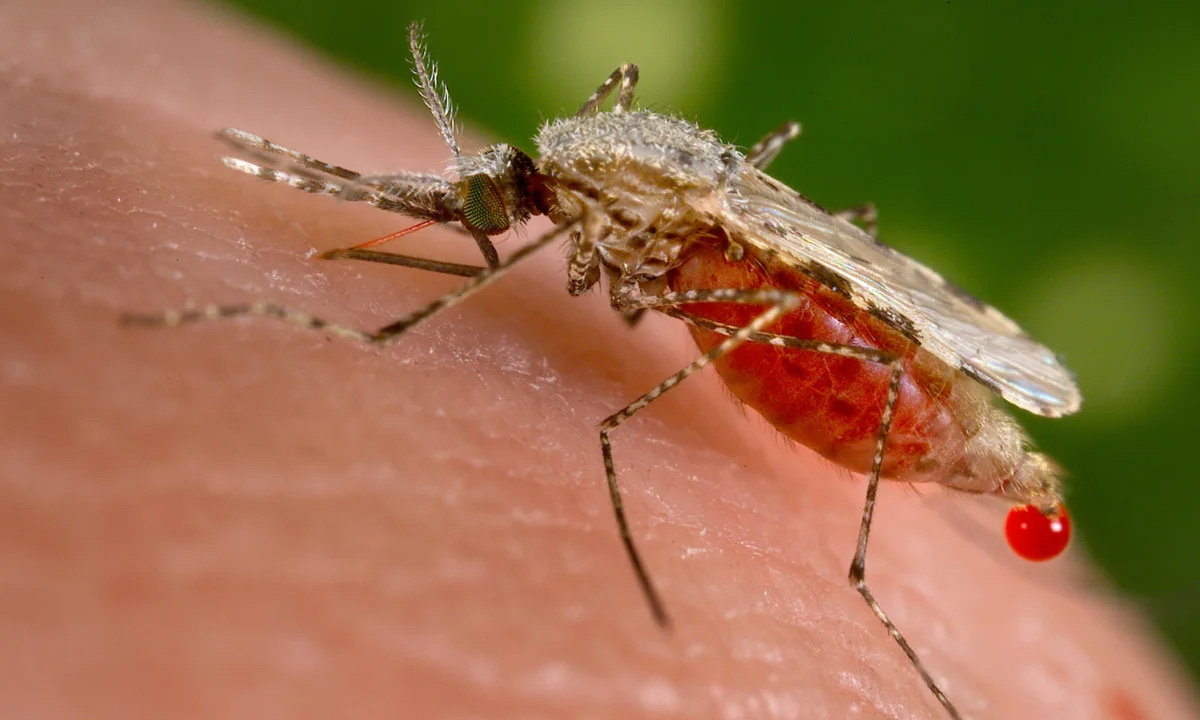 Muỗi ký sinh trùng có thể mang rất nhiều mầm bệnh truyền cho con người