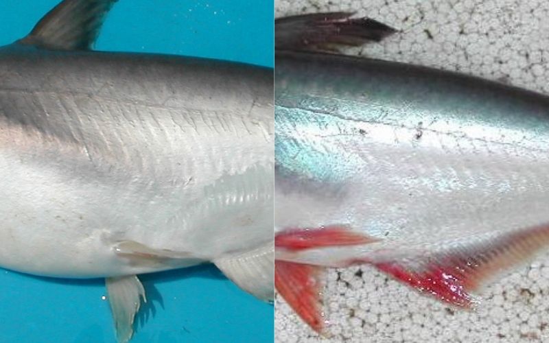 Bụng cá basa thường to và trắng hơn cá tra