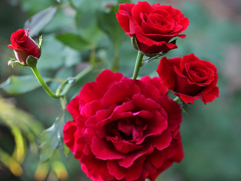 Không chỉ tượng trưng cho tình yêu, hoa hồng còn nói về tình bạn và sự nữ tính, kiêu sa của người phụ nữ