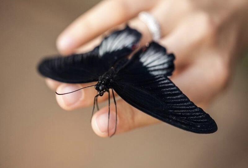Mơ bướm đen đậu trên người là một dấu hiệu của may mắn