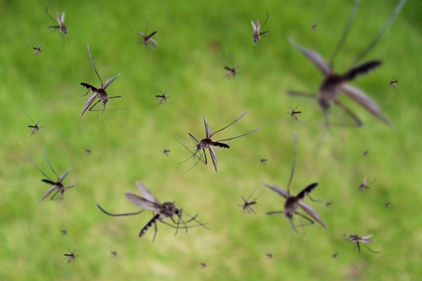 Mơ thấy muỗi xung quanh mình cho thấy bạn có rất nhiều người để ý