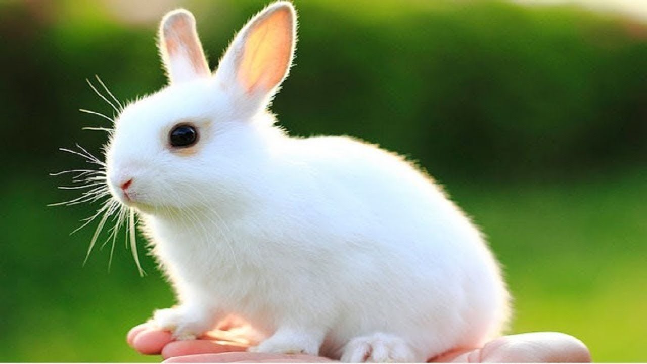 Thỏ là biểu tượng của sự nhanh nhẹn và khôn ngoan 