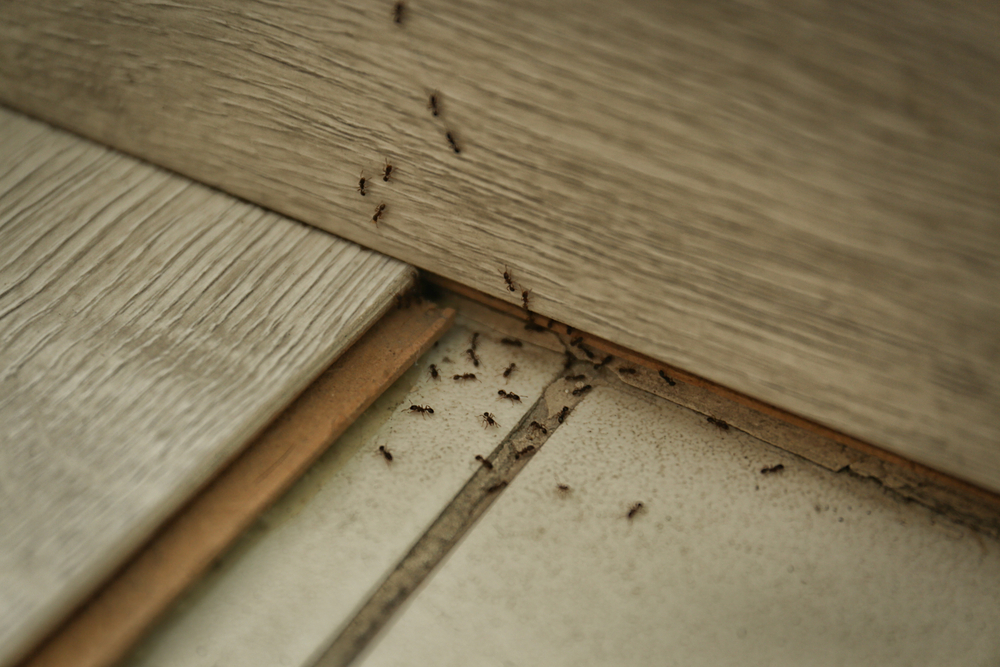 Mơ thấy đàn kiến làm tổ trong nhà là điềm báo may mắn liên quan đến tài vận 