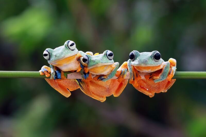 Mơ thấy nhiều ếch đem đến chuyện thị phi
