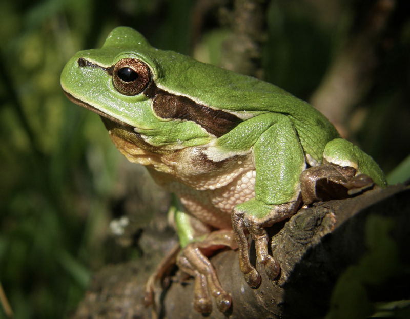 Bạn nên thay đổi thói quen khi mơ thấy ếch trên cây