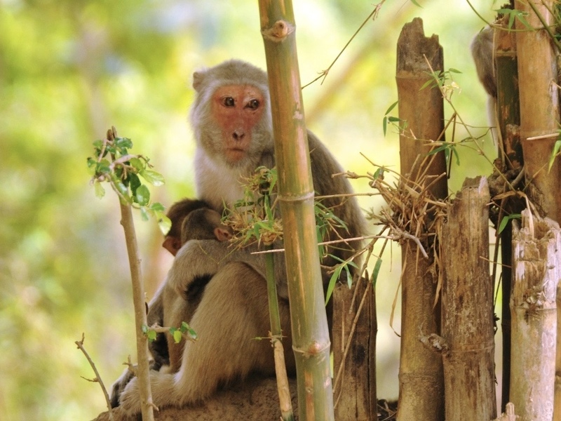 Hình tượng con khỉ thể hiện sự dũng cảm đối mặt với khó khăn của cuộc sống