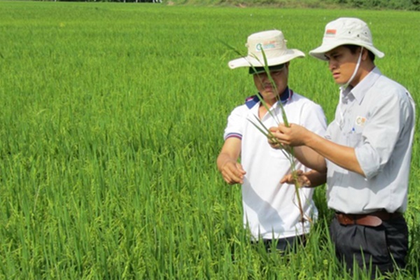 Việc làm nông nghiệp tại Thái Bình