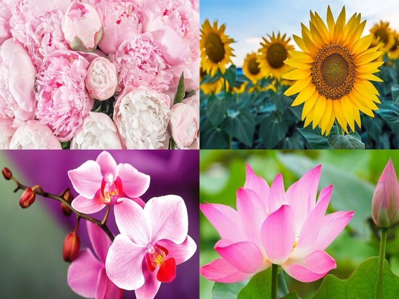 Các loài hoa đầy sắc màu rực rỡ thích hợp để đặt tên tiếng Anh hay cho nữ