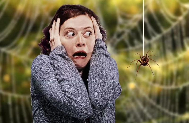 Kim Ngưu cực kỳ sợ con nhện