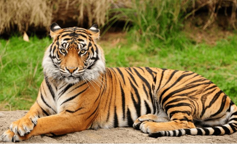 Người tuổi 2010 mang nét tính cách của loài hổ mạnh mẽ, oai vệ