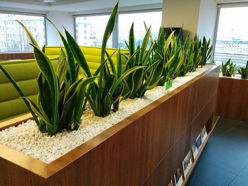 Mỗi văn phòng, nhà ở nên có một chậu cây lưỡi hổ để tăng cường chất lượng không khí