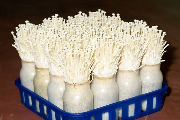 Hướng dẫn chi tiết trồng nấm kim châm sạch tại nhà 