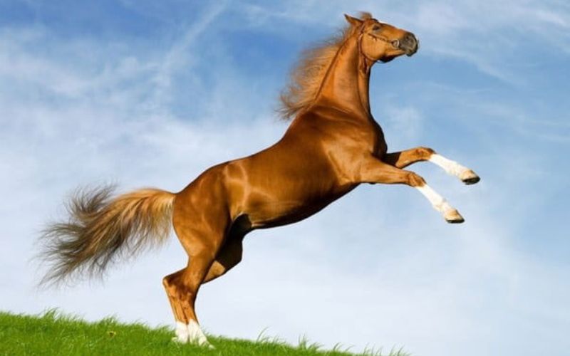 Con ngựa sinh năm bao nhiêu - Sinh năm 78 là tuổi con Ngựa