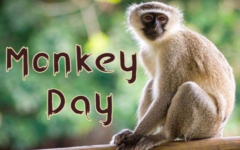Ngày 14/12 là ngày gì?​ 14/12 là ngày Monkey Day hay còn gọi là ngày Trêu đùa Thế giới