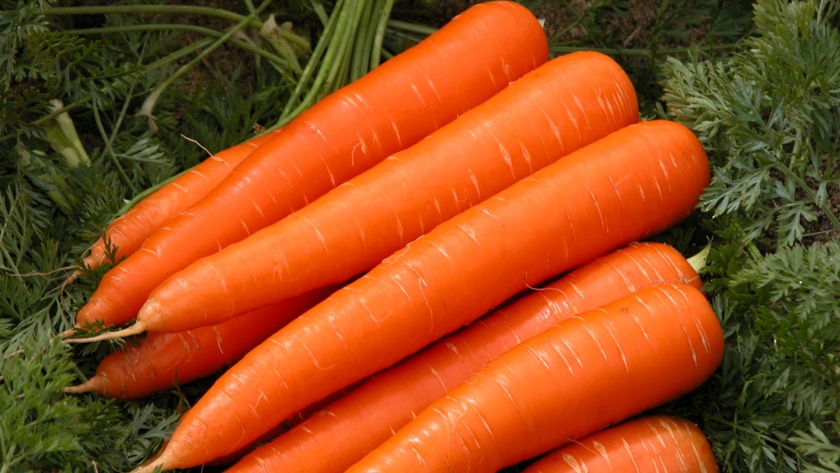 Cà rốt có màu cam tươi, chắn chắn, kích thước không quá to