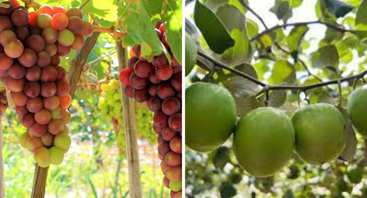 Nho và táo Ninh Thuận nổi tiếng vì độ thơm ngon mà không có chất bảo quản