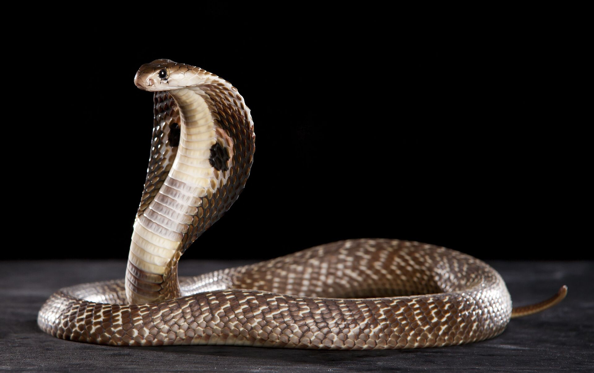 Rắn hổ chúa - loài rắn độc cần dè chừng