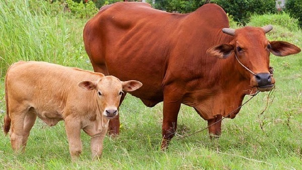 Nằm mơ thấy bò vàng ở cánh đồng là điềm báo kinh doanh phát triển tốt