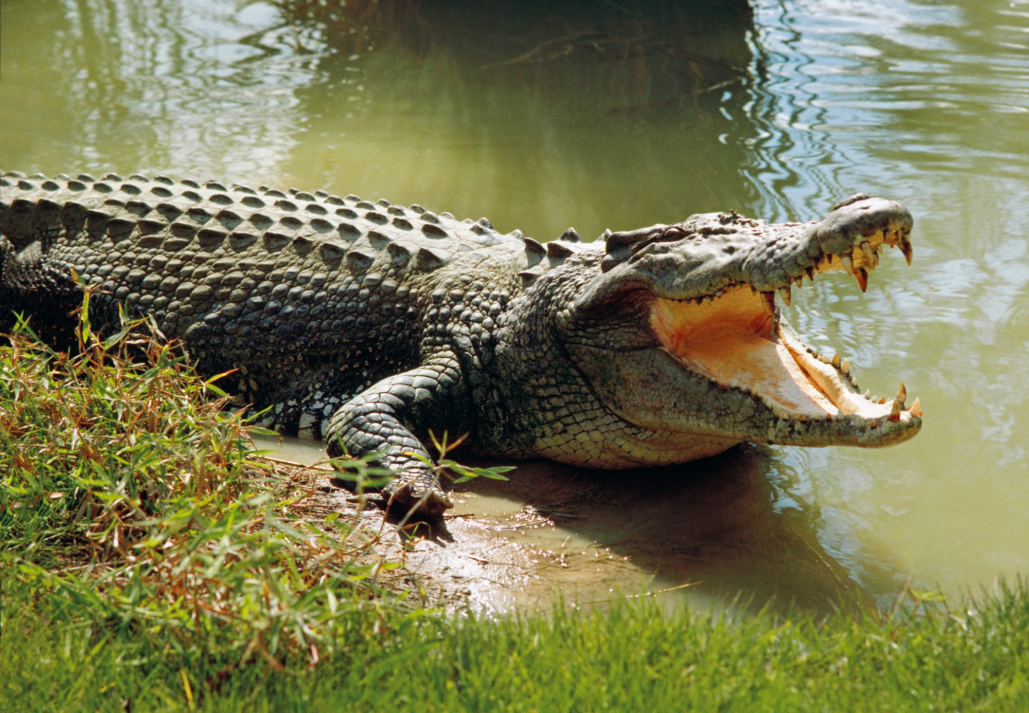 nằm Mơ thấy cá sấu có thể là điềm dữ nhưng có thể báo hiệu một cơ hội 