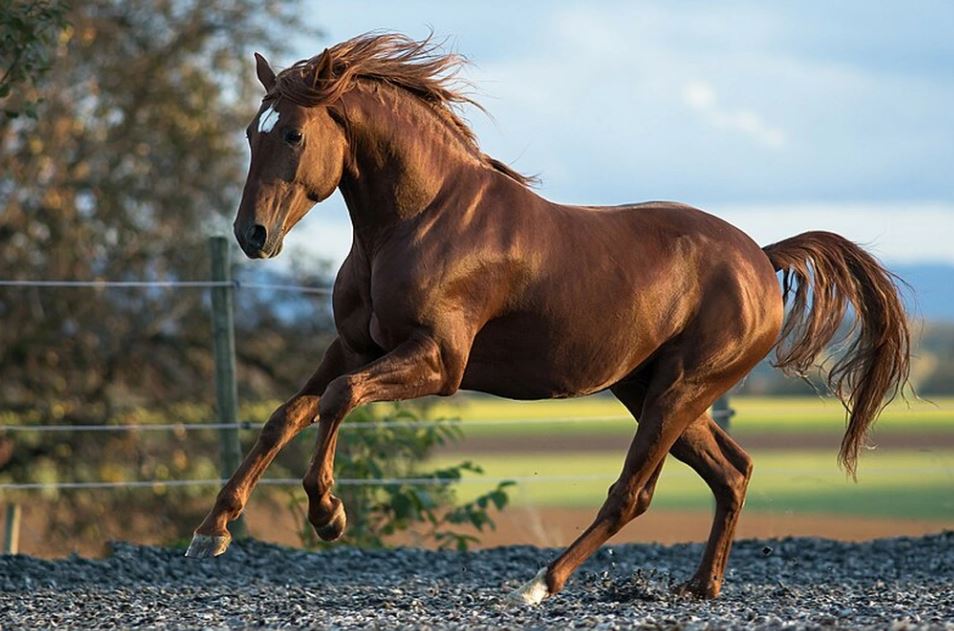 Ngựa được xem là người bạn gắn bó với con người từ thời xa xưa