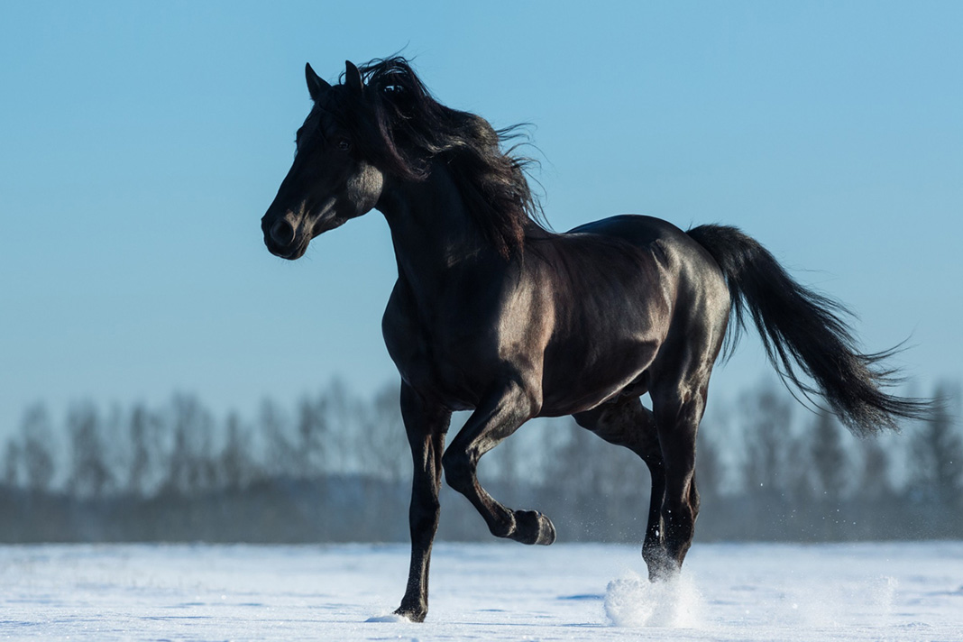 Mơ thấy ngựa màu đen là điềm báo thuận lợi, suôn sẻ trong kinh doanh, buôn bán