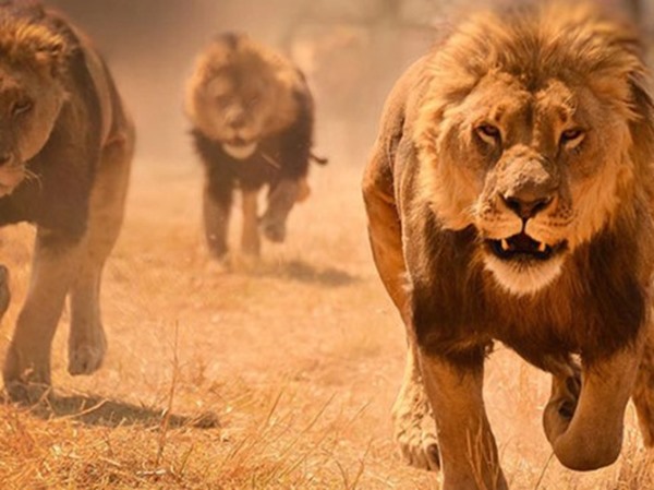 Mơ thấy bị sư tử rượt đuổi là điềm báo gặp khó khăn trong cuộc sống