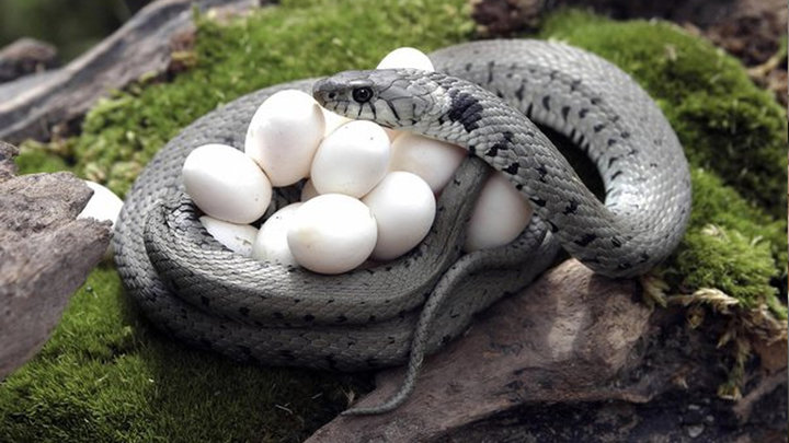 Mơ thấy trứng rắn báo hiệu bạn sắp có tin vui trong tương lai