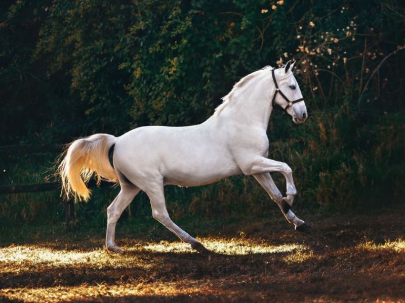 Nam sinh năm 2002 thuộc con giáp Nhâm Ngọ, cầm tinh con ngựa