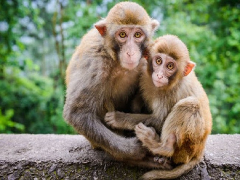 Sau khi tìm hiểu 2016 mệnh gì, ta biết được họ sinh năm con Khỉ