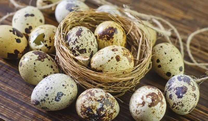 Trứng cút có chứa nhiều thành phần dinh dưỡng tốt cho sức khỏe