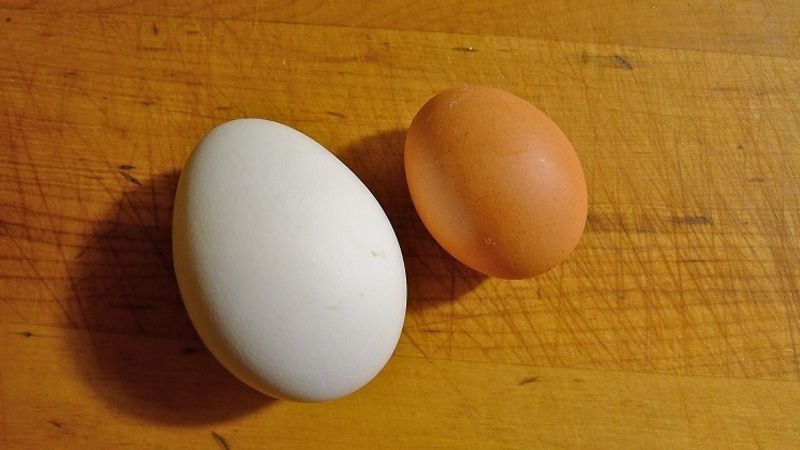 Trứng vịt có giá trị dinh dưỡng cao hơn so với trứng gà