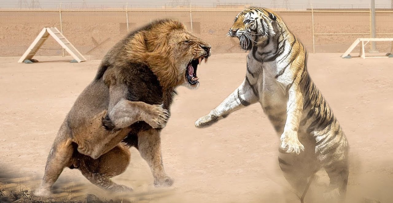 Ngủ mơ thấy hổ và sư tử cắn nhau cho thấy bạn bị tiểu nhân hãm hại