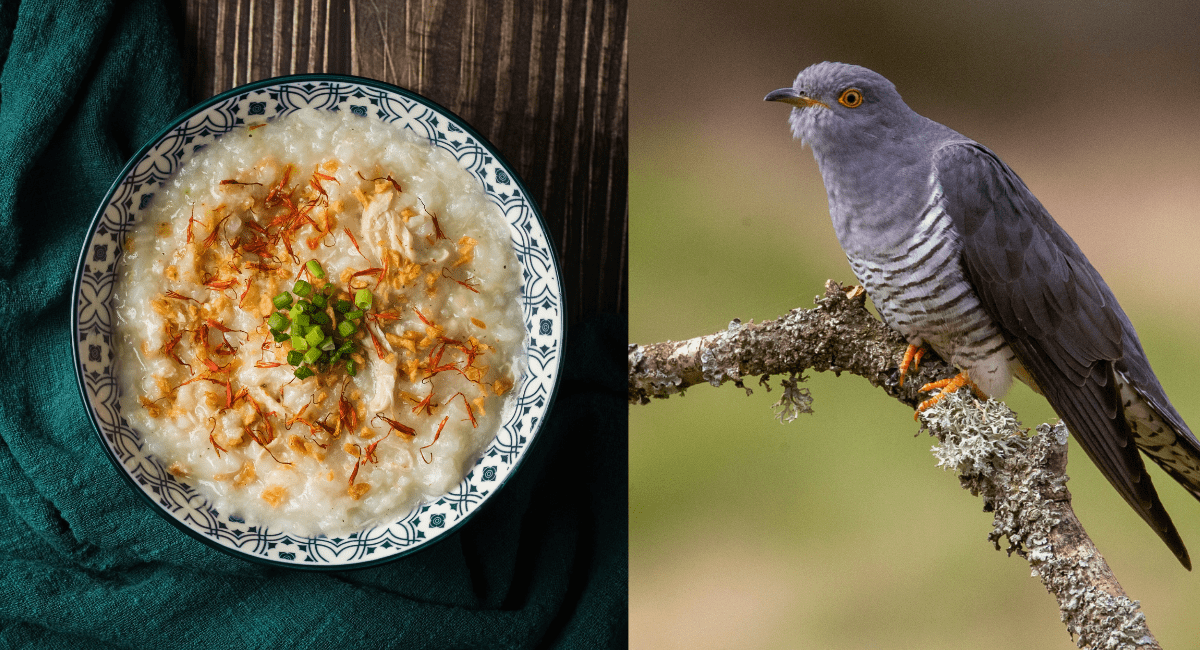 Cách nấu cháo chim cu gáy bổ dưỡng, cải thiện sức khỏe