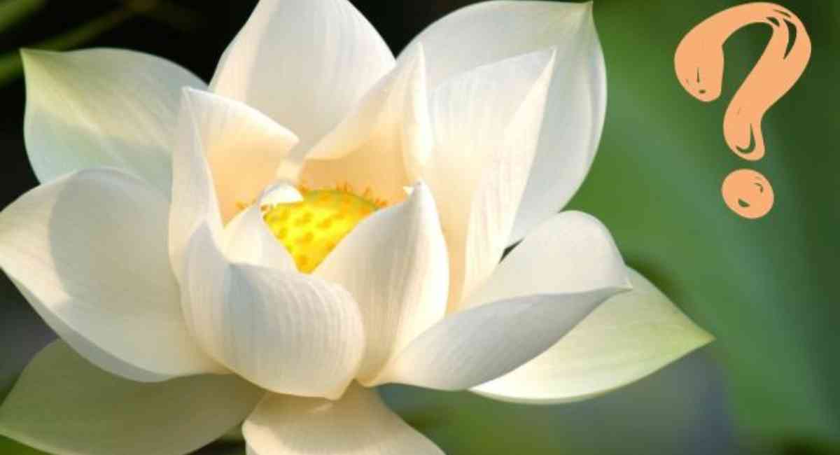 Hoa sen trắng có ý nghĩa gì? Bất ngờ với nguyên nhân để ảnh 